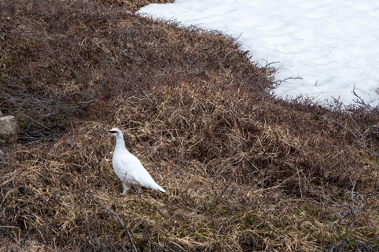 Alpenschneehuhn