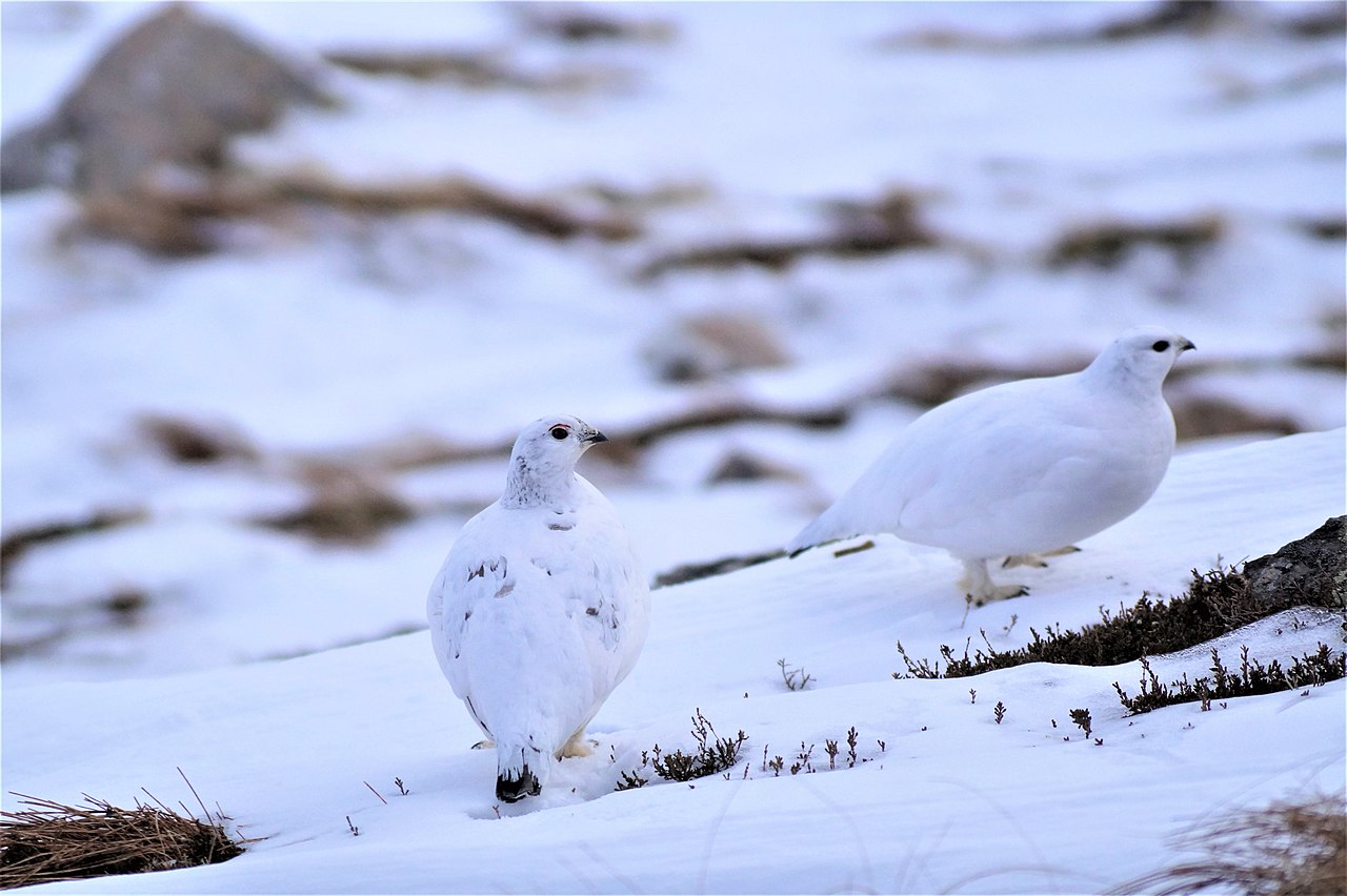 Alpenschneehuhn
