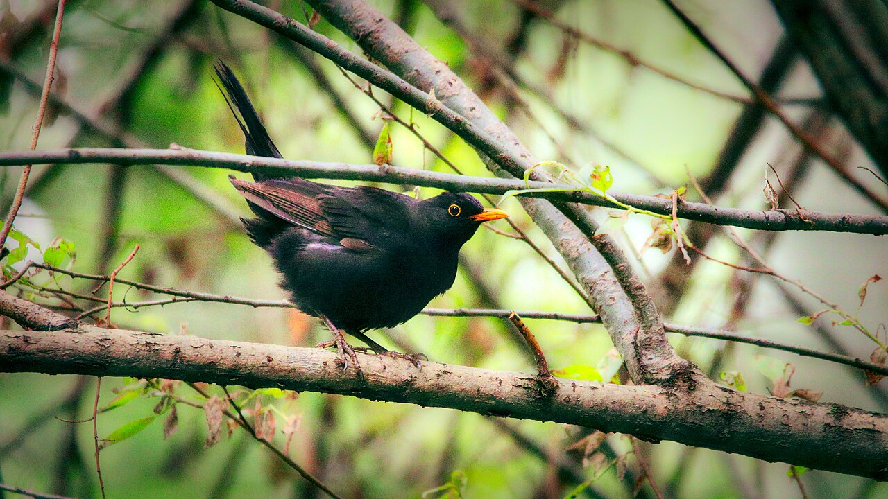 Amsel