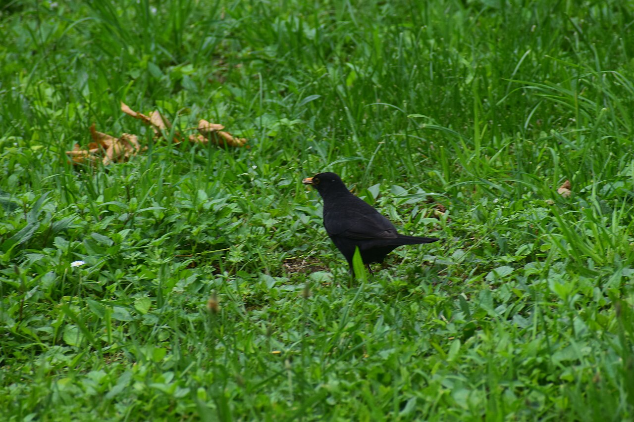 Amsel