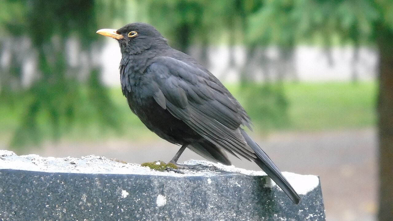 Amsel