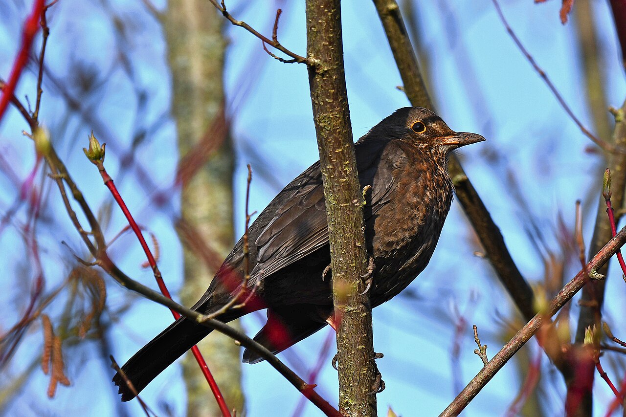 Amsel