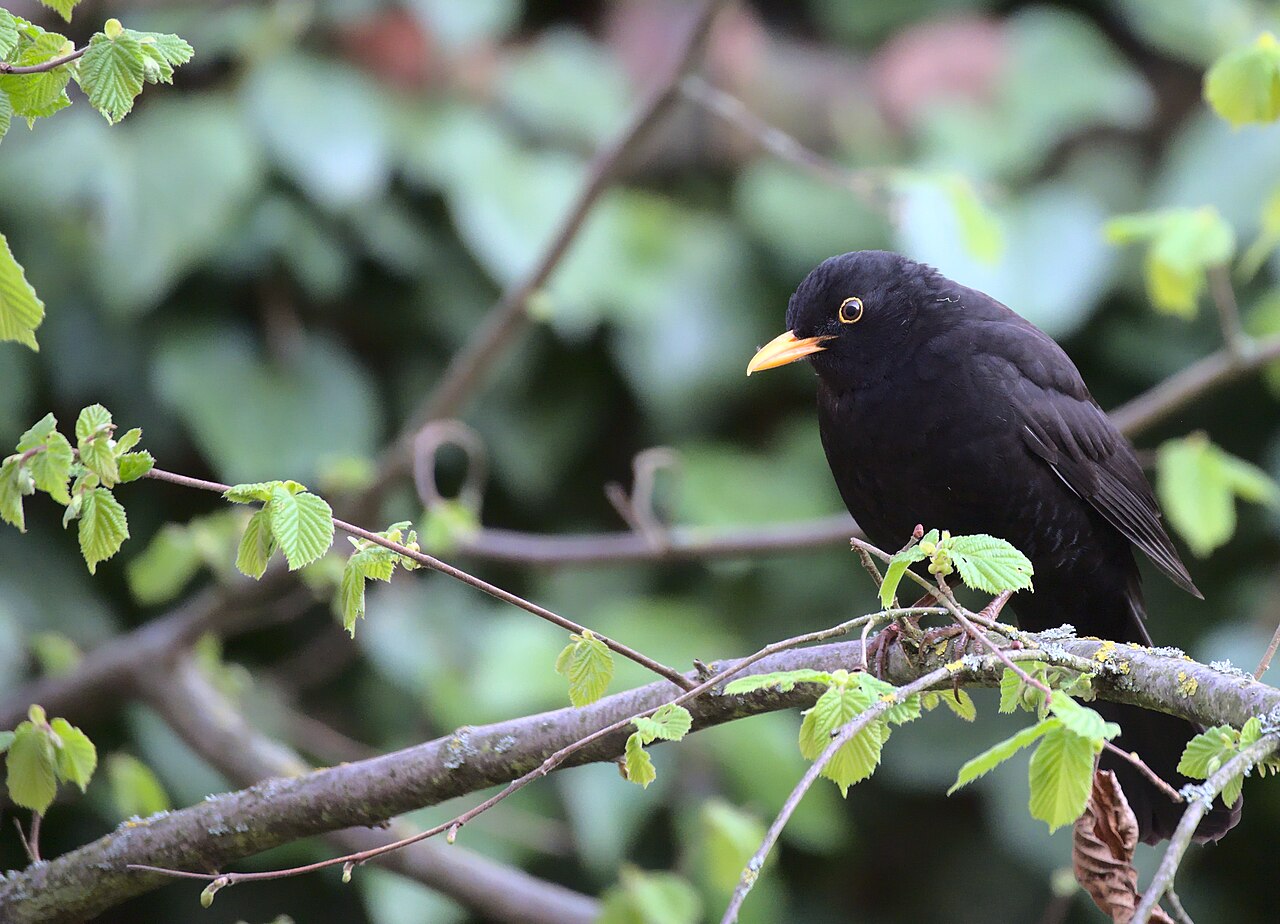Amsel