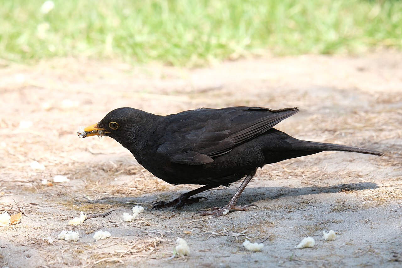 Amsel