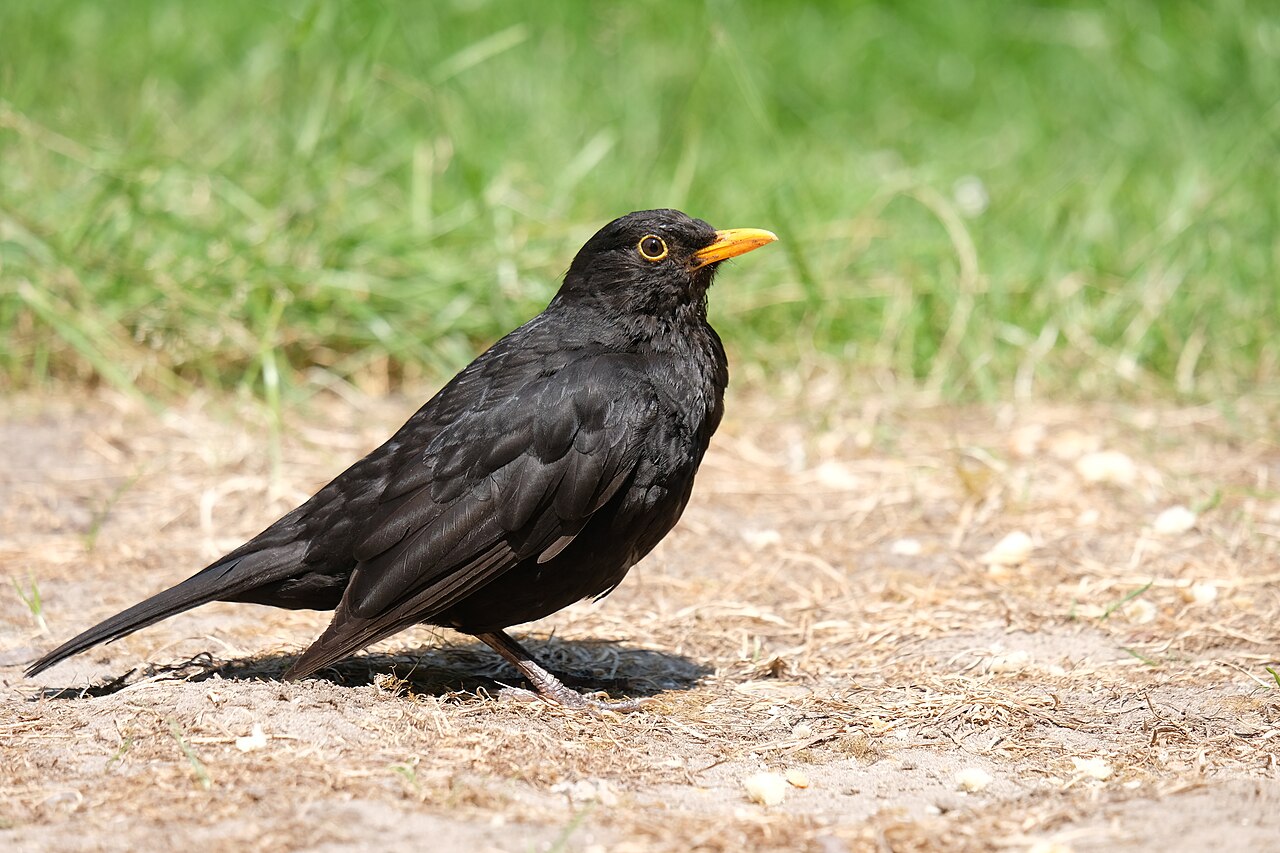 Amsel