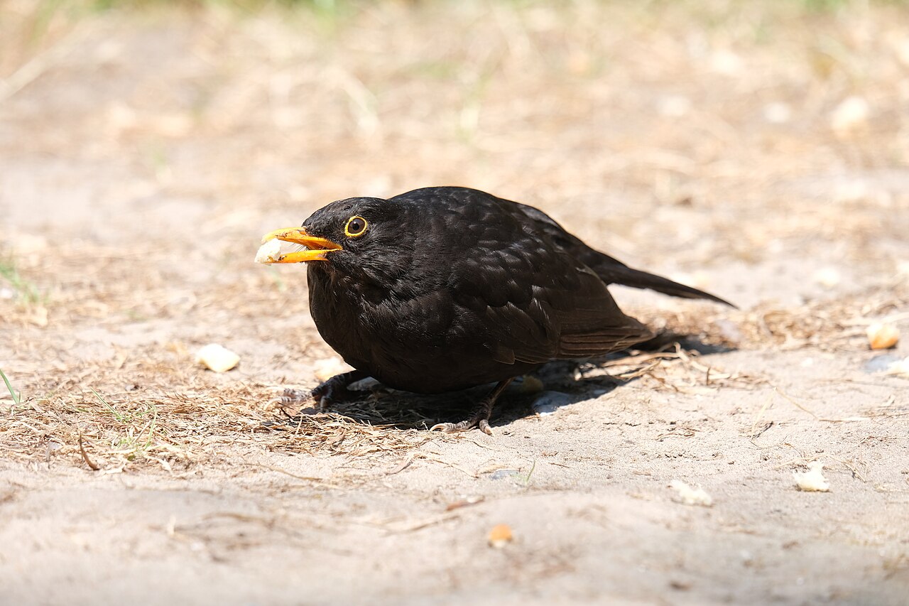 Amsel