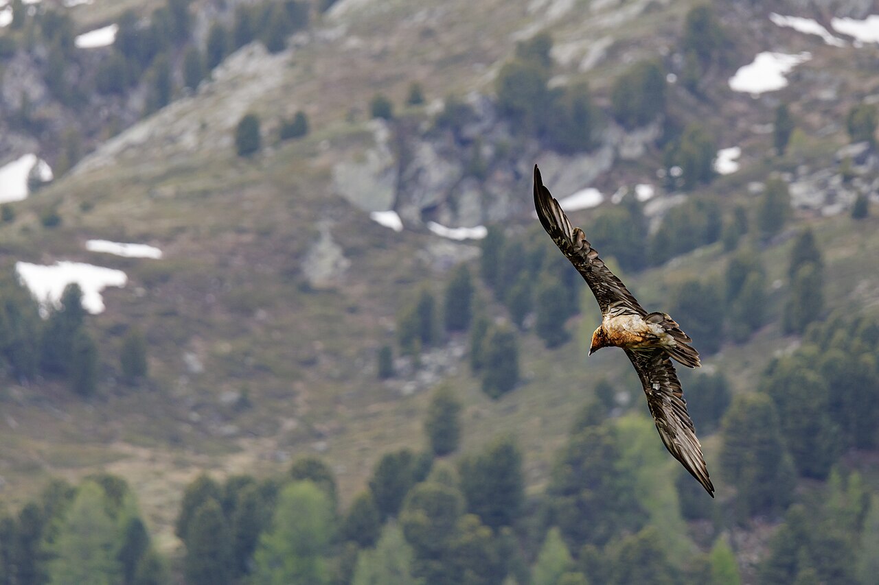 Bartgeier