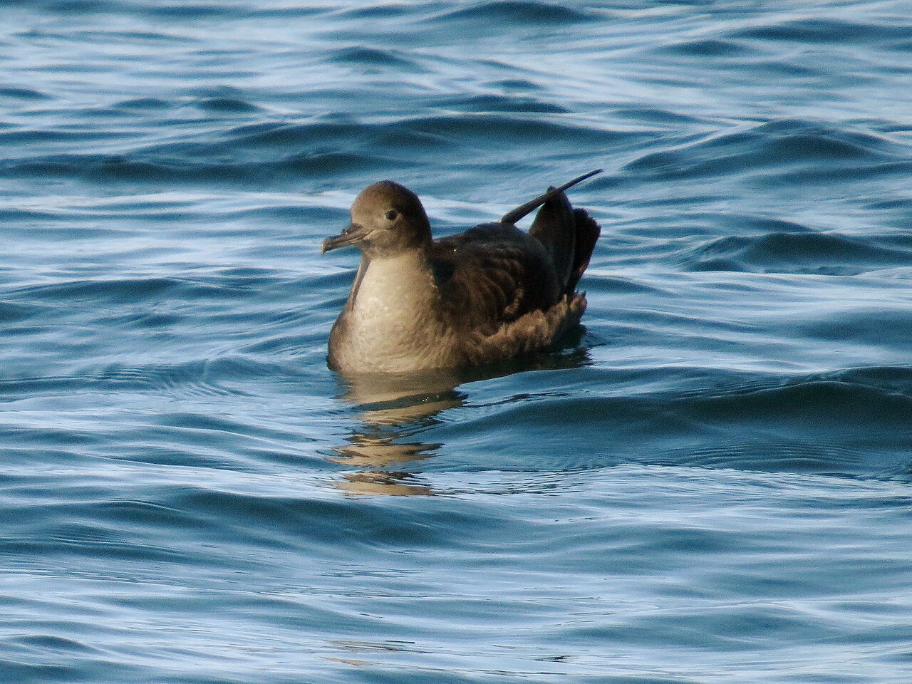 Dunkler Sturmtaucher