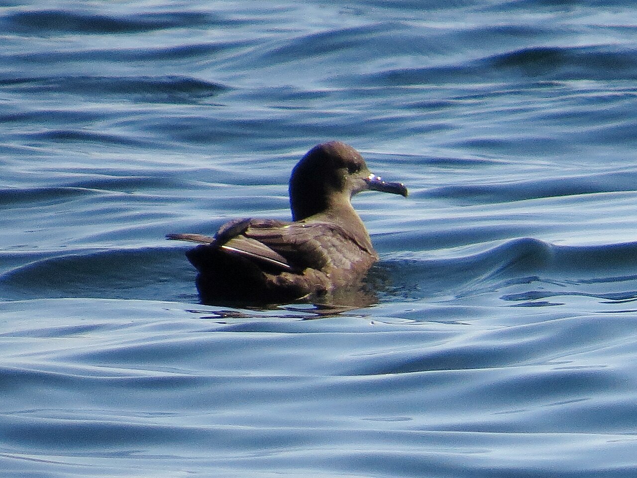 Dunkler Sturmtaucher