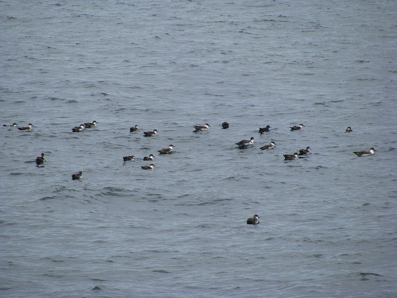 Dunkler Sturmtaucher