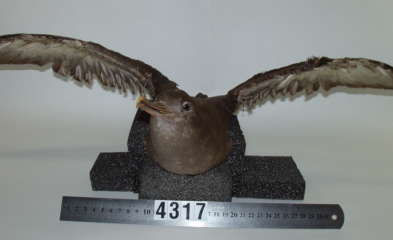 Dunkler Sturmtaucher