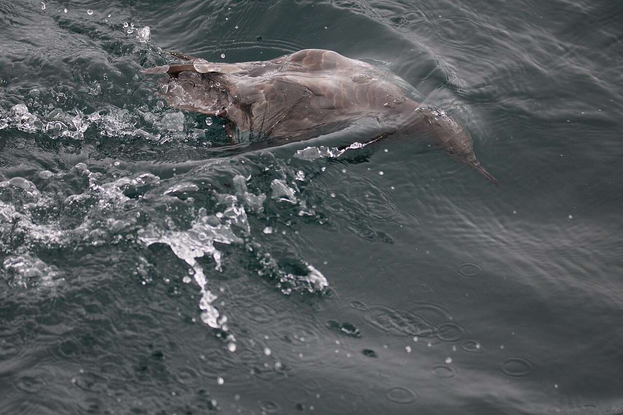 Dunkler Sturmtaucher