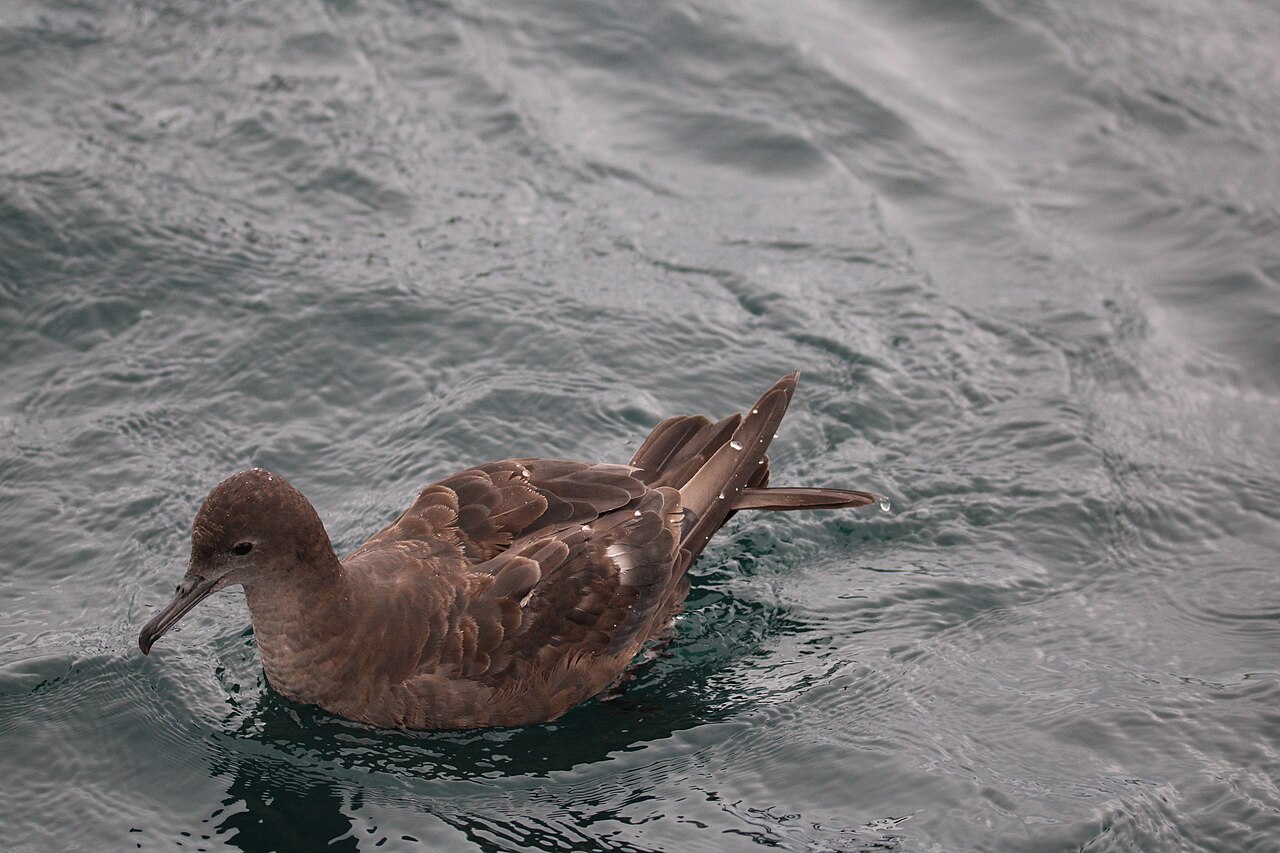 Dunkler Sturmtaucher