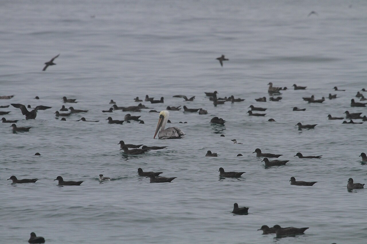 Dunkler Sturmtaucher