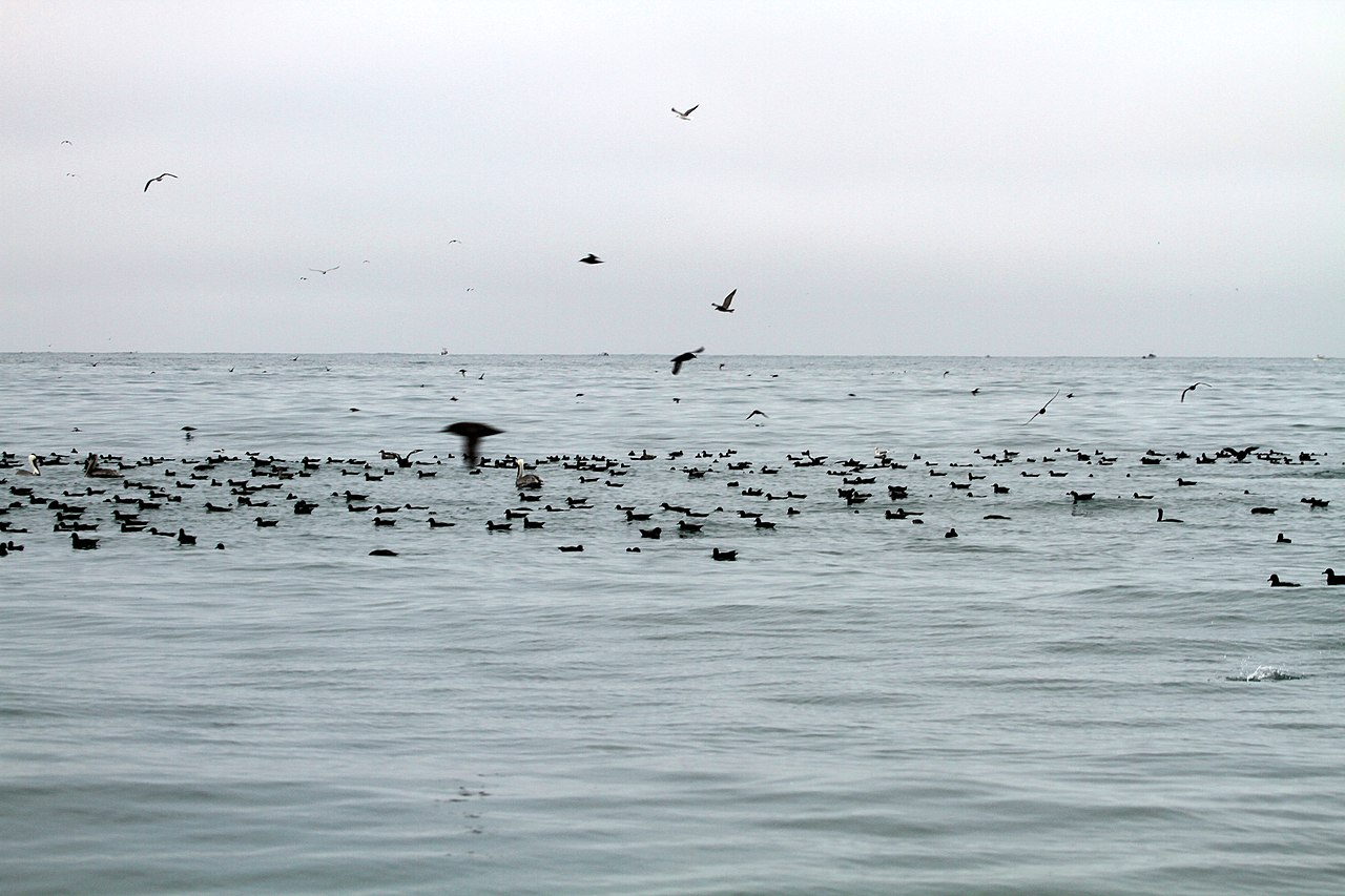 Dunkler Sturmtaucher