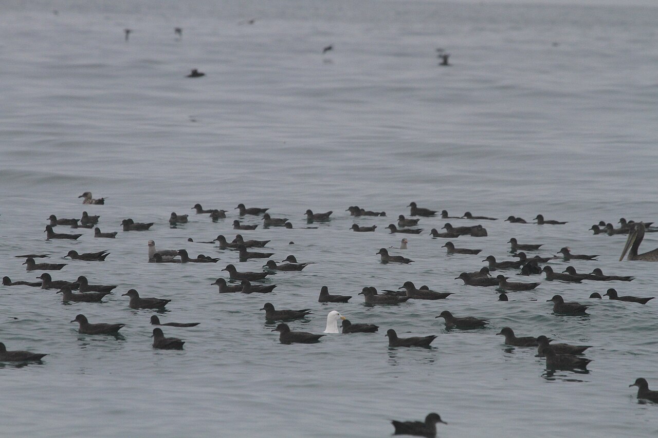 Dunkler Sturmtaucher