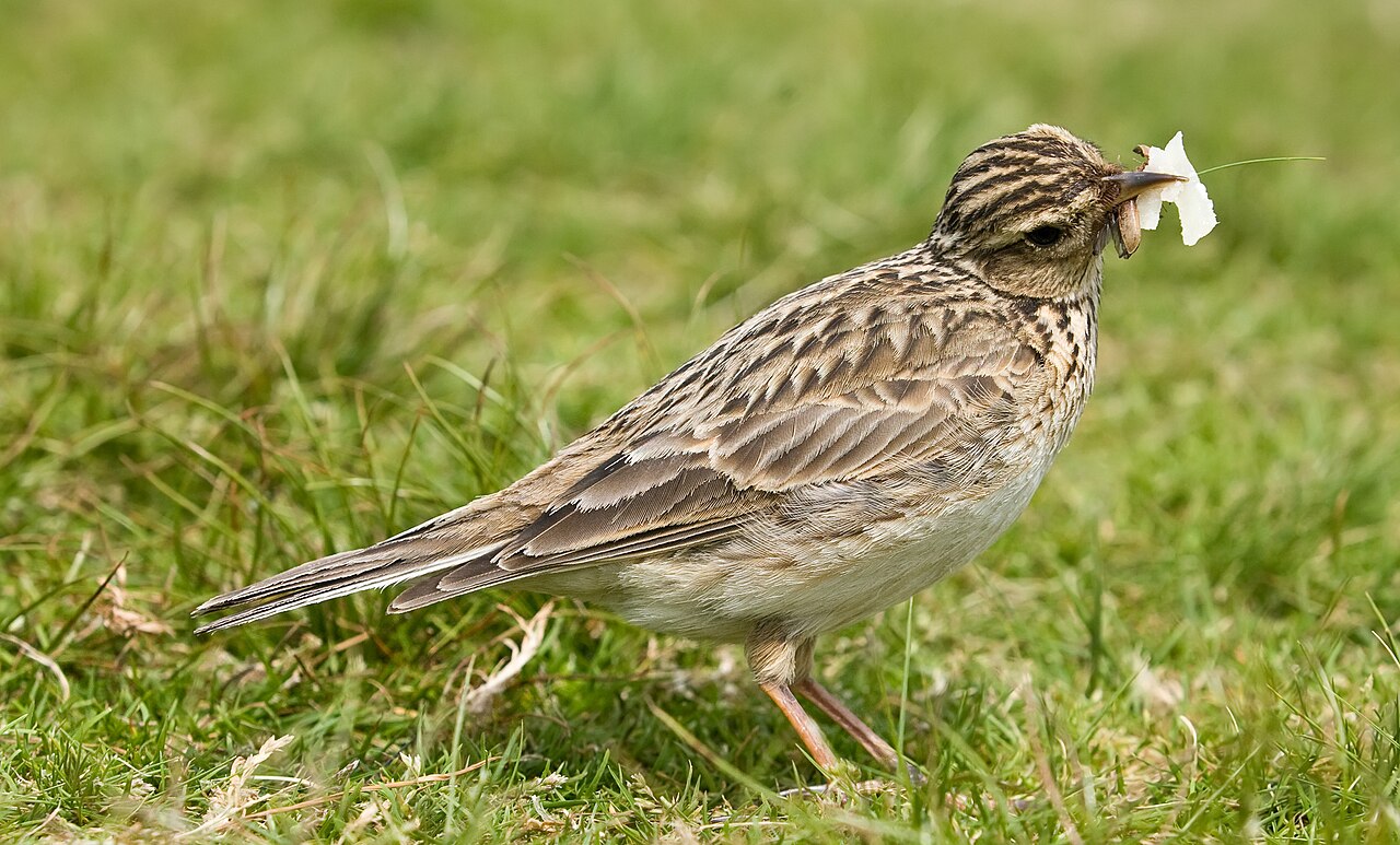 Feldlerche