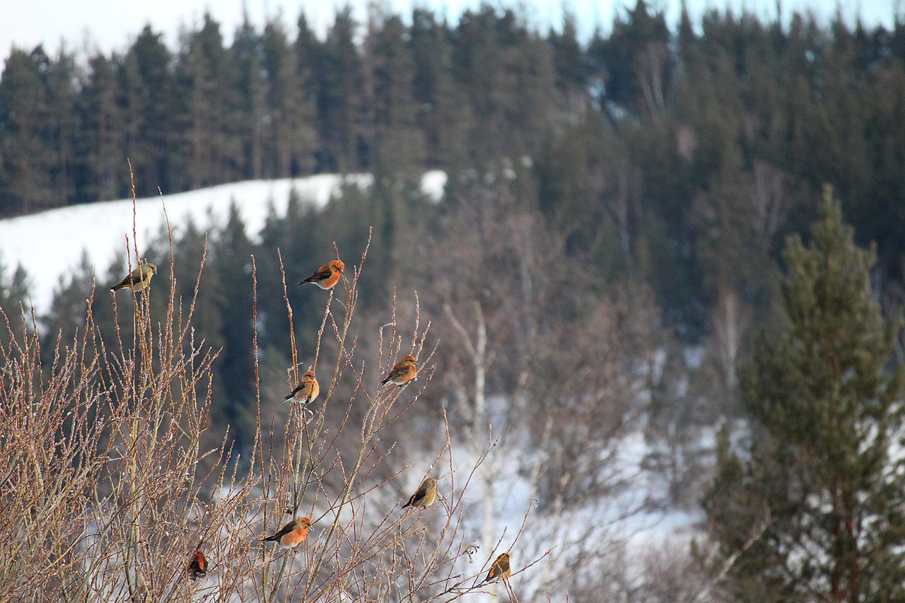 Fichtenkreuzschnabel