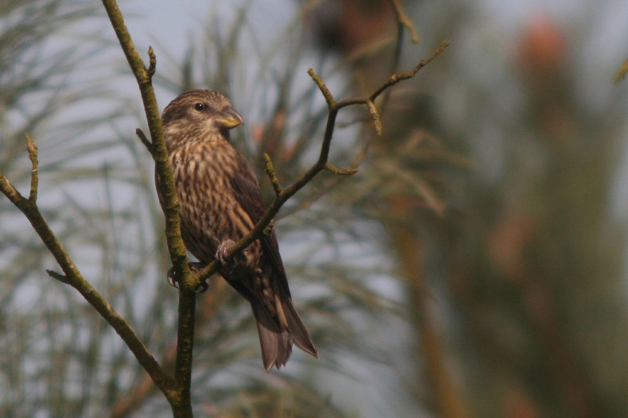 Fichtenkreuzschnabel