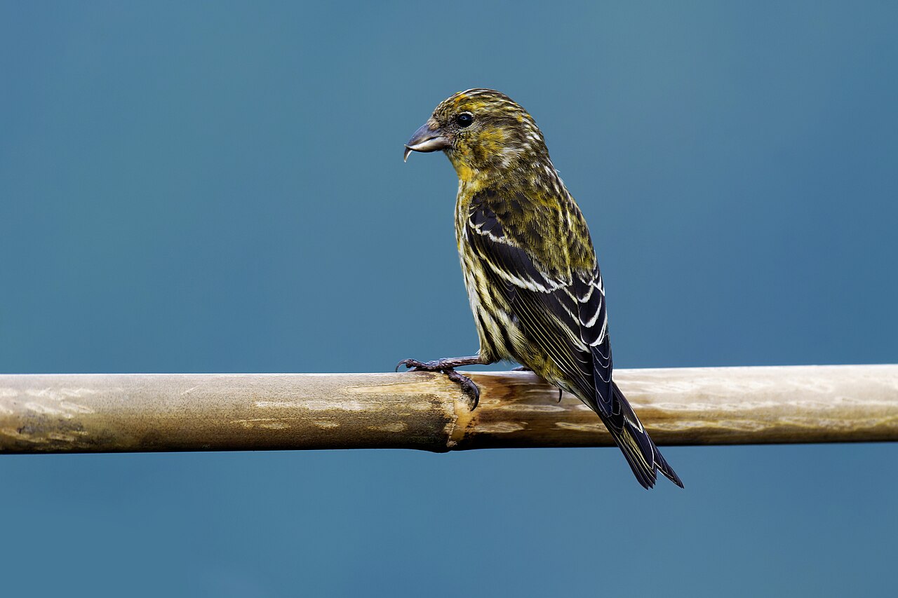 Fichtenkreuzschnabel