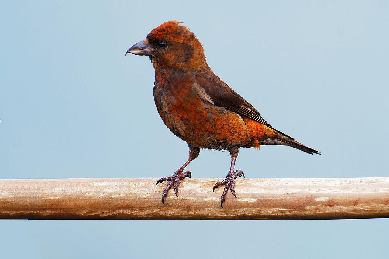 Fichtenkreuzschnabel