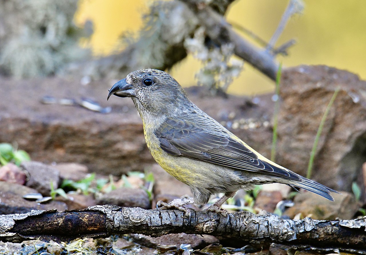 Fichtenkreuzschnabel