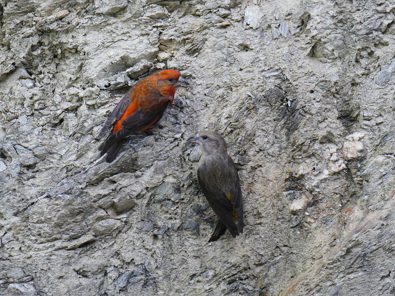 Fichtenkreuzschnabel