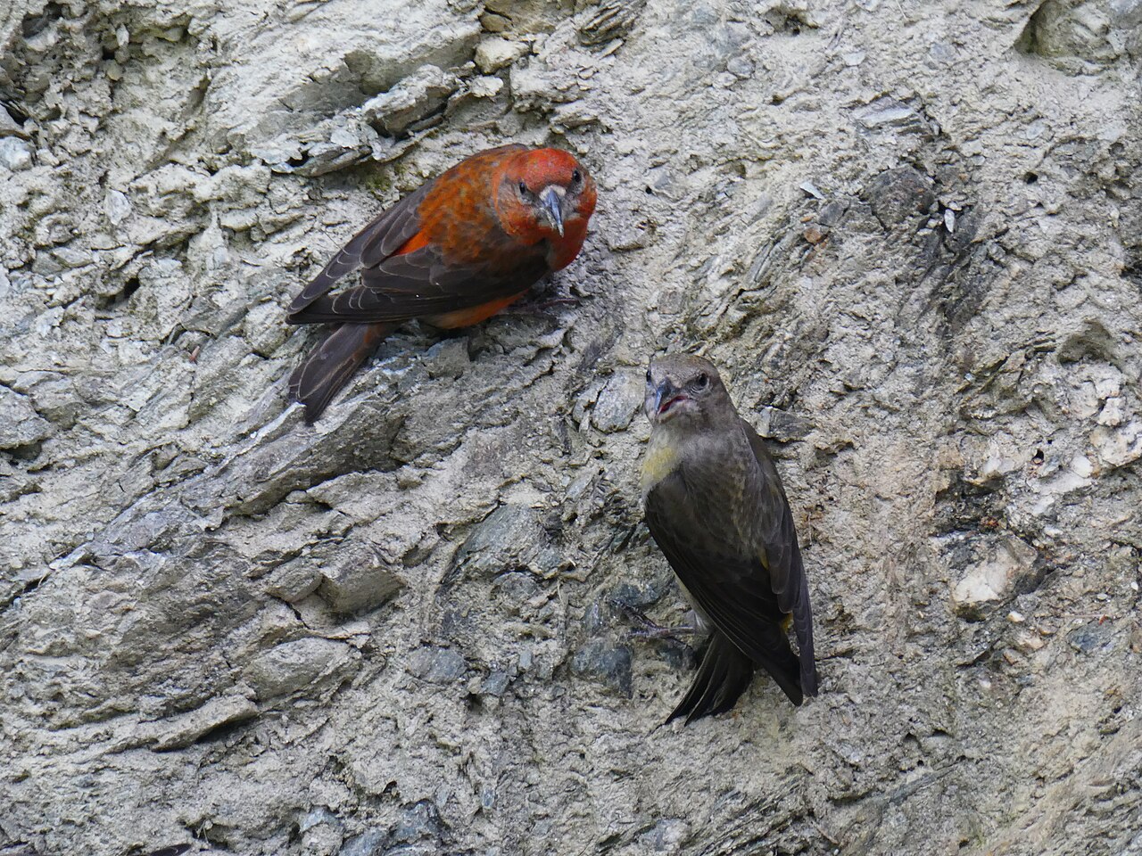 Fichtenkreuzschnabel