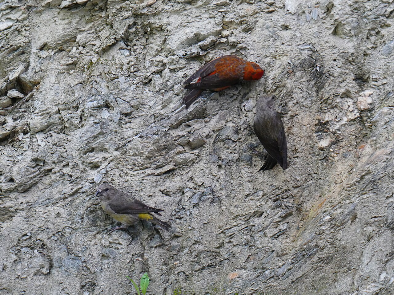 Fichtenkreuzschnabel