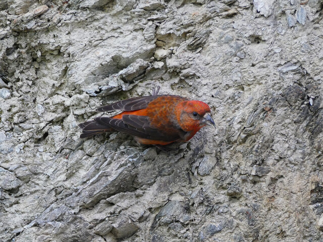 Fichtenkreuzschnabel