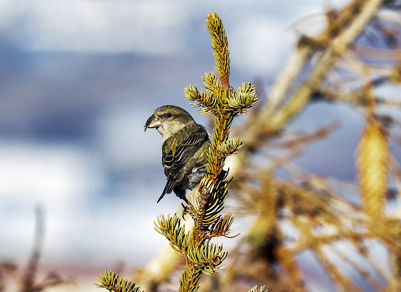 Fichtenkreuzschnabel