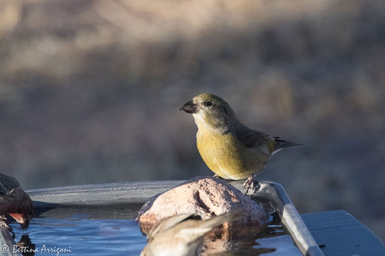 Fichtenkreuzschnabel