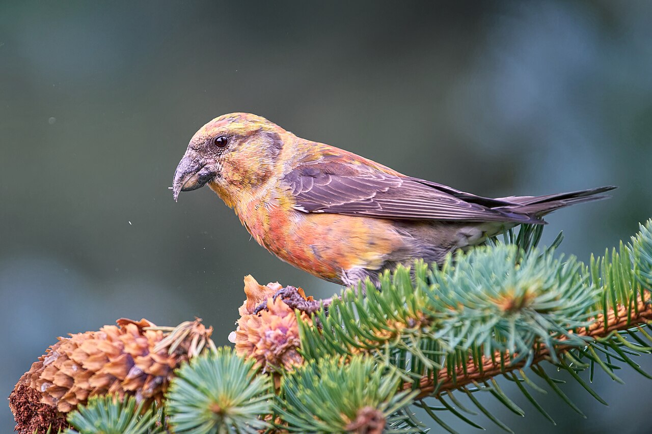 Fichtenkreuzschnabel