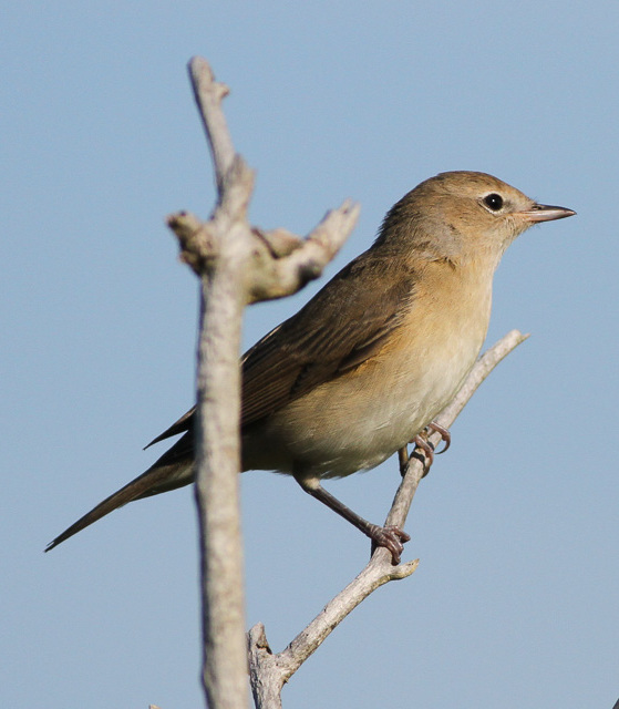 Gartengrasmücke Foto
