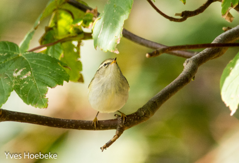 Gelbbrauen-Laubsänger