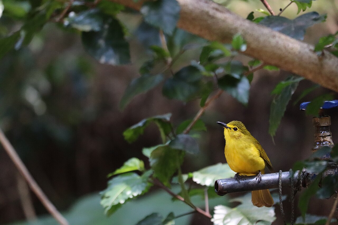 Gelbbrauen-Laubsänger