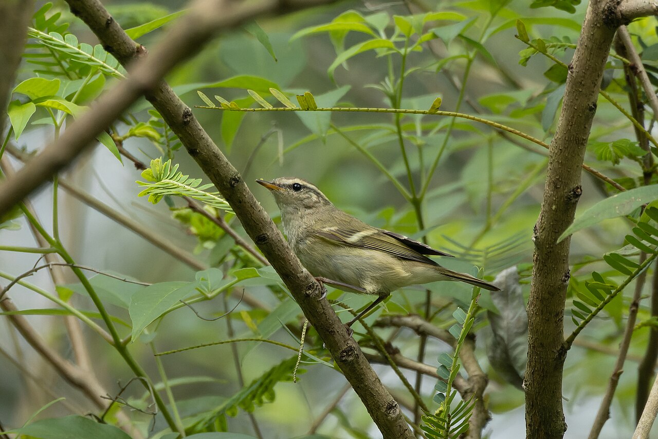 Gelbbrauen-Laubsänger