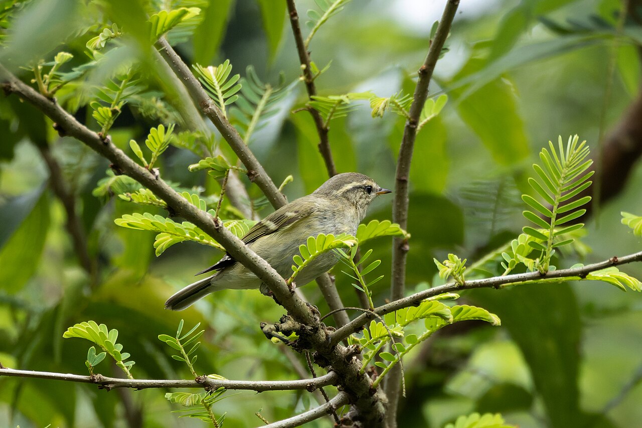 Gelbbrauen-Laubsänger