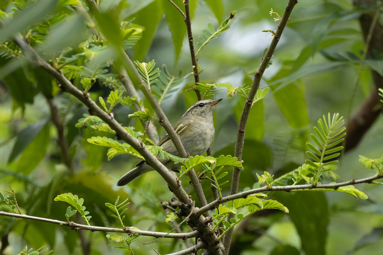 Gelbbrauen-Laubsänger
