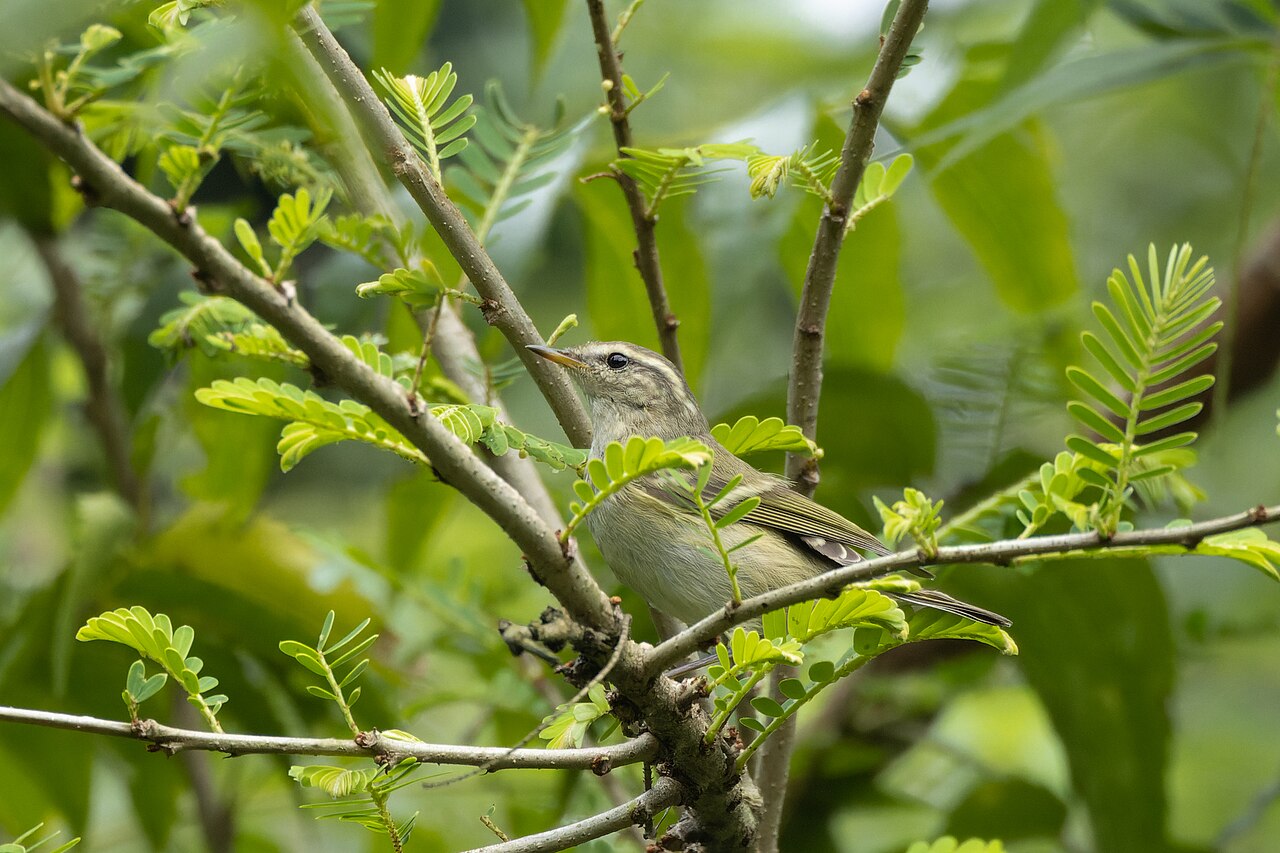 Gelbbrauen-Laubsänger