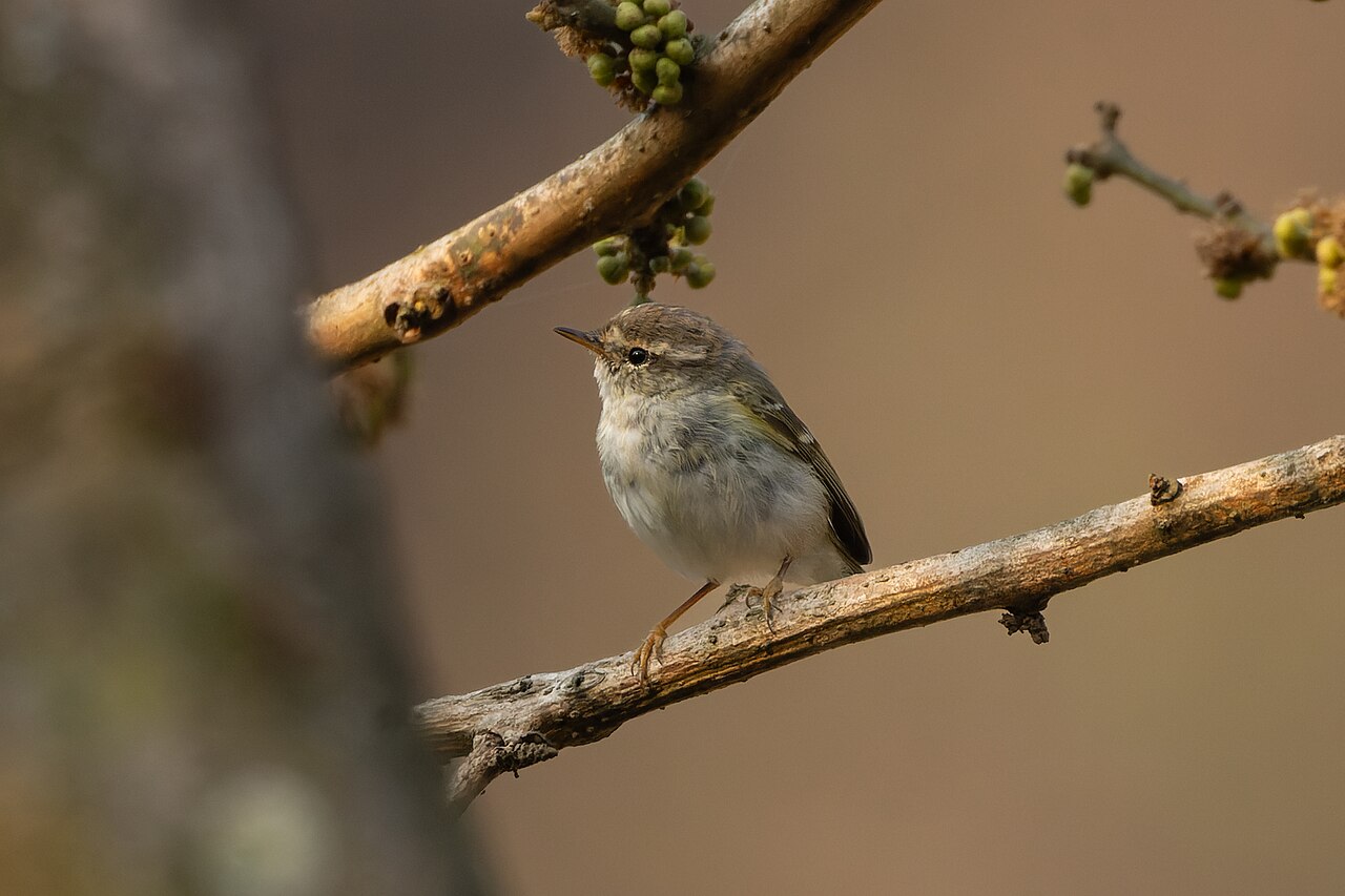 Gelbbrauen-Laubsänger