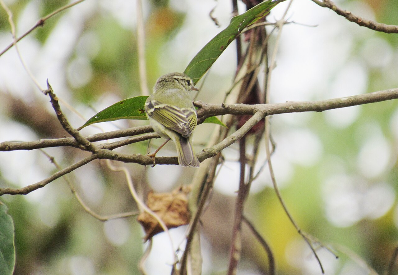 Gelbbrauen-Laubsänger