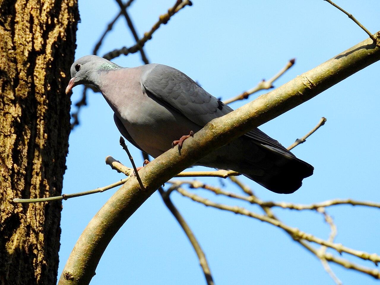 Hohltaube