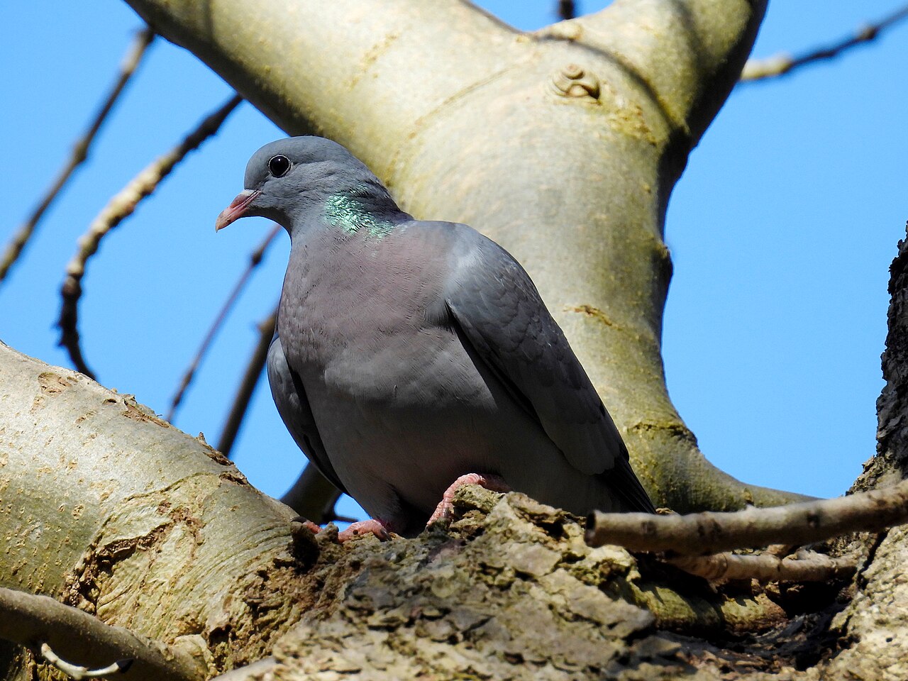 Hohltaube