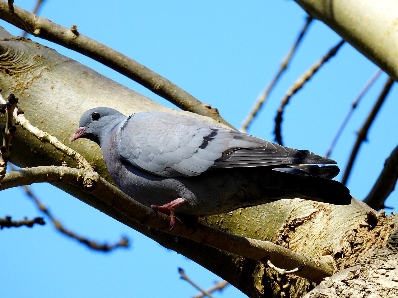 Hohltaube