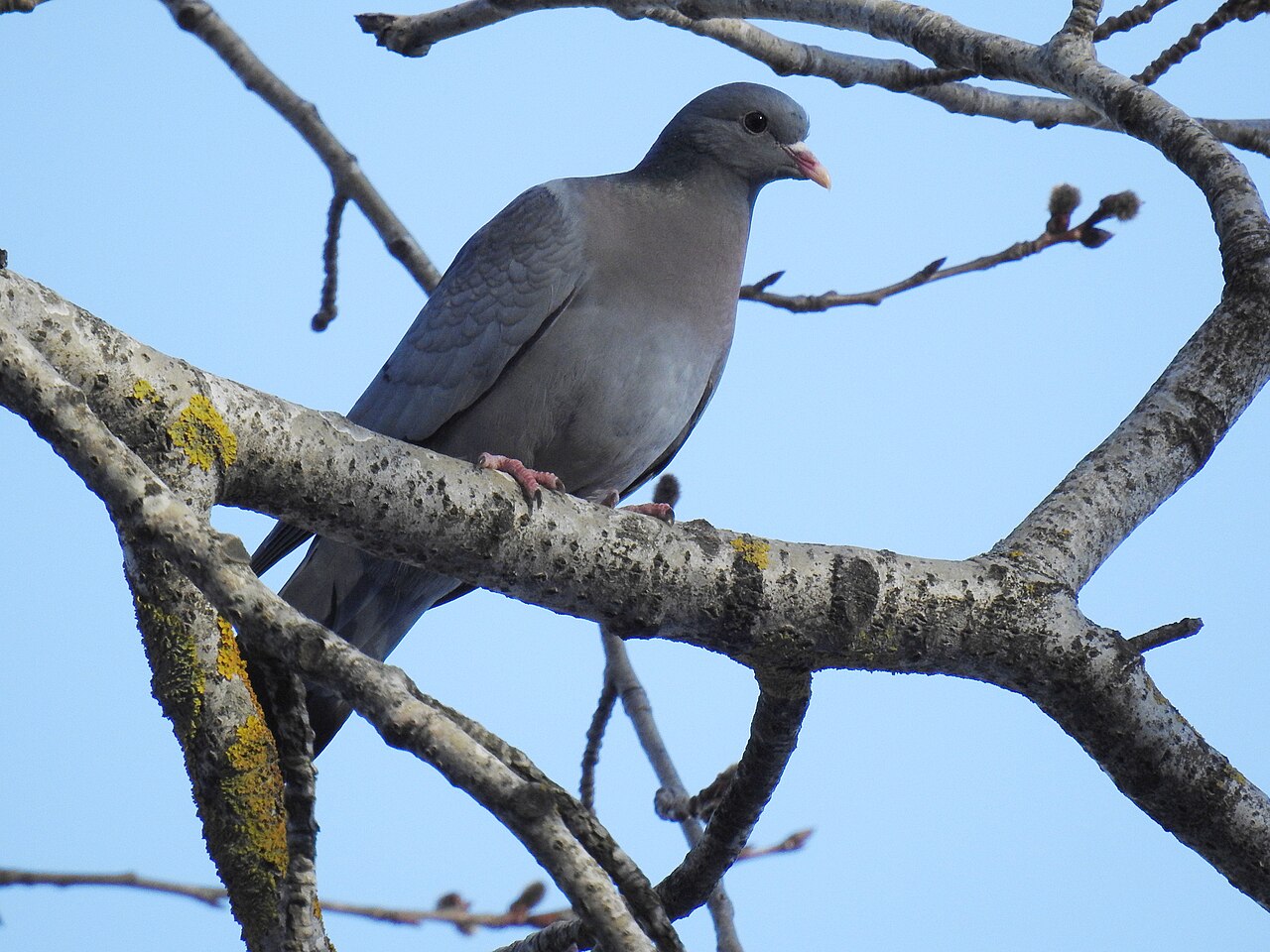 Hohltaube