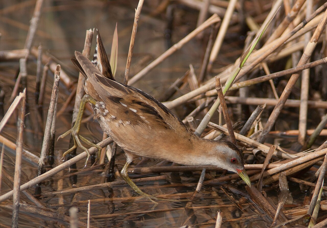 Kleinsumpfhuhn