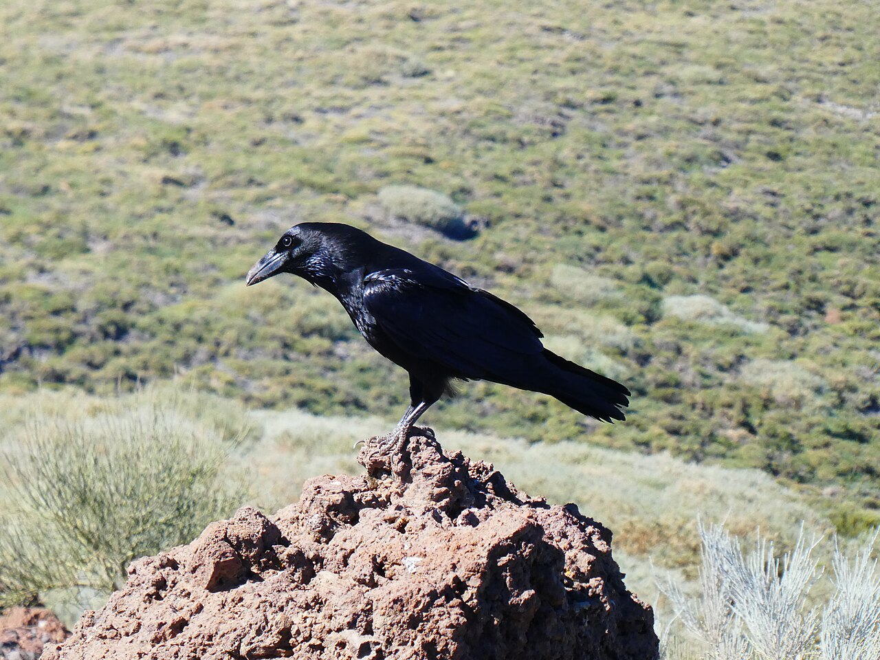 Kolkrabe