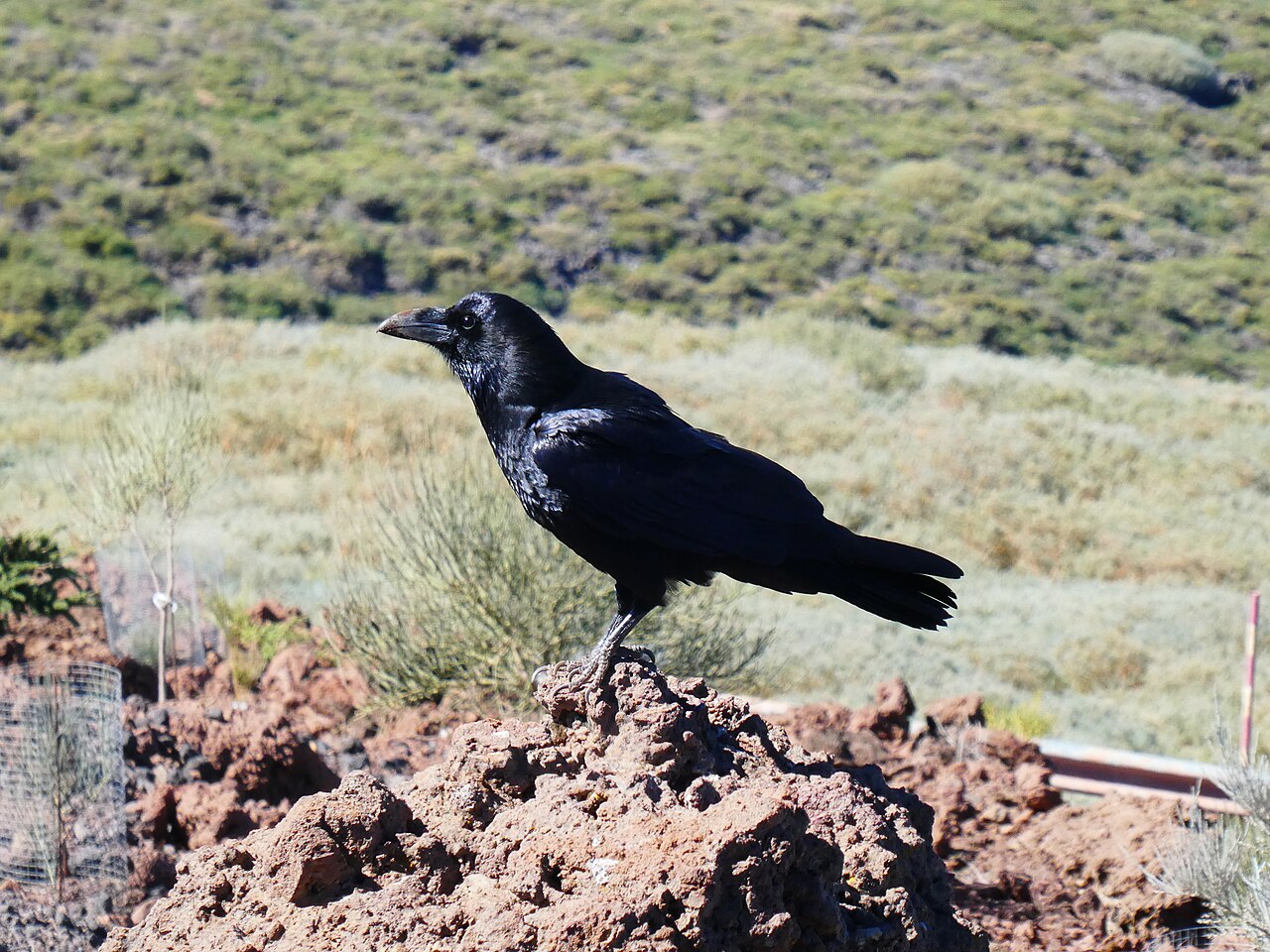 Kolkrabe