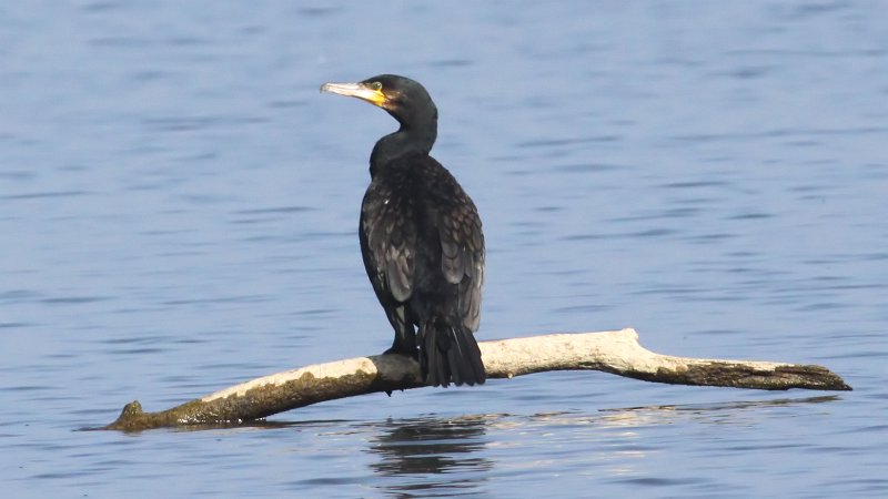 Kormoran